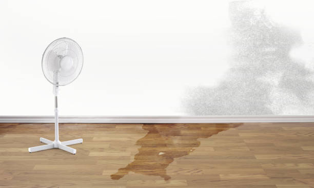 Best Water damage contractors near me  in Walnut Creek, NC